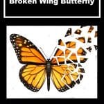 [Member Access] Broken Wing Butterfly by Simpler Options